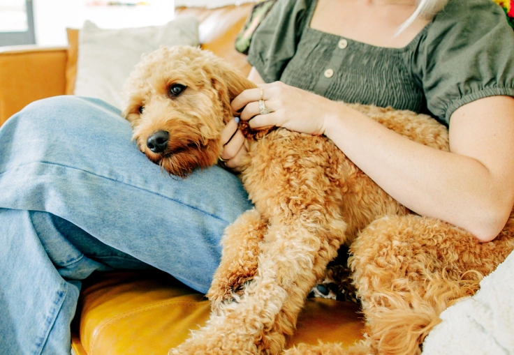 A dog lying on its owners lap