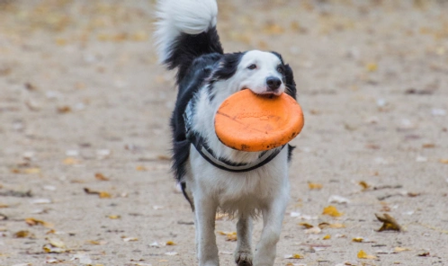 Dog with frisbee