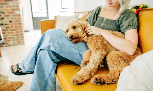 A Goldendoodle laying on his mom's lap