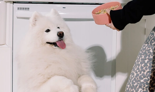 A dog with white fur