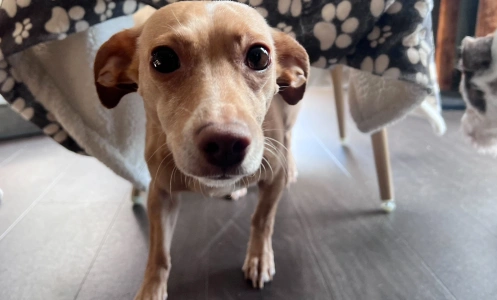 Dog looking sad under table