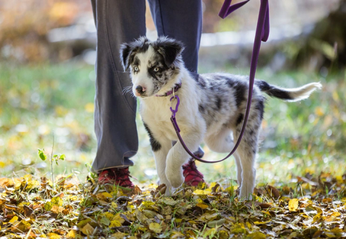 A small puppy on a leash