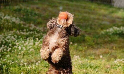 Dog playing ball