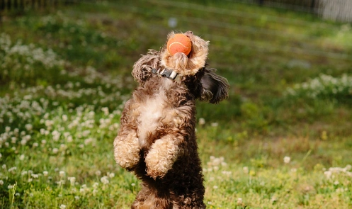Dog playing ball