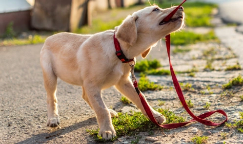 A puppy biting a leash