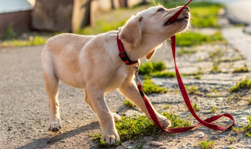 A puppy biting a leash