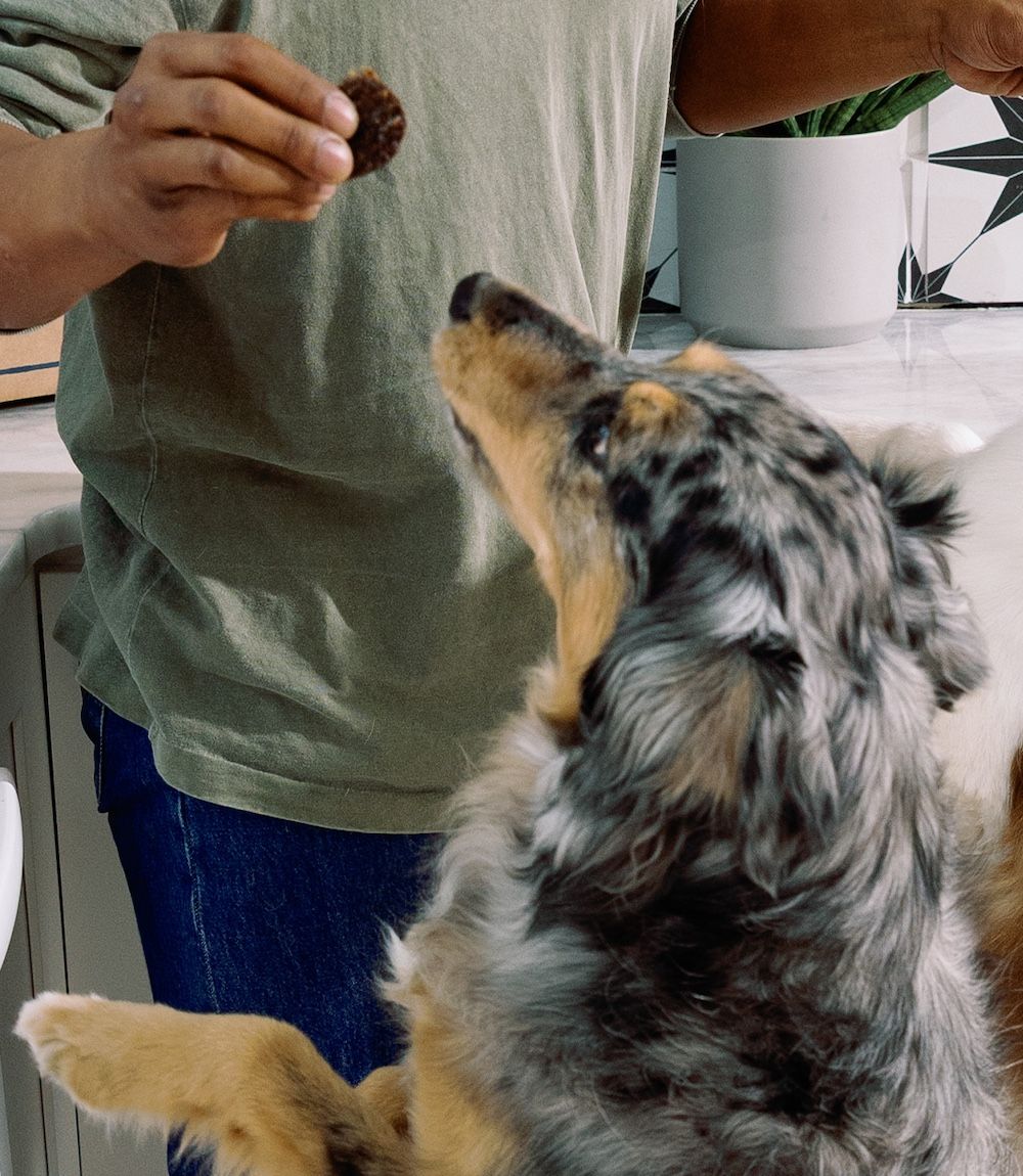 A dog being fed a Beef & Blueberry Flavor Wafer by its owner