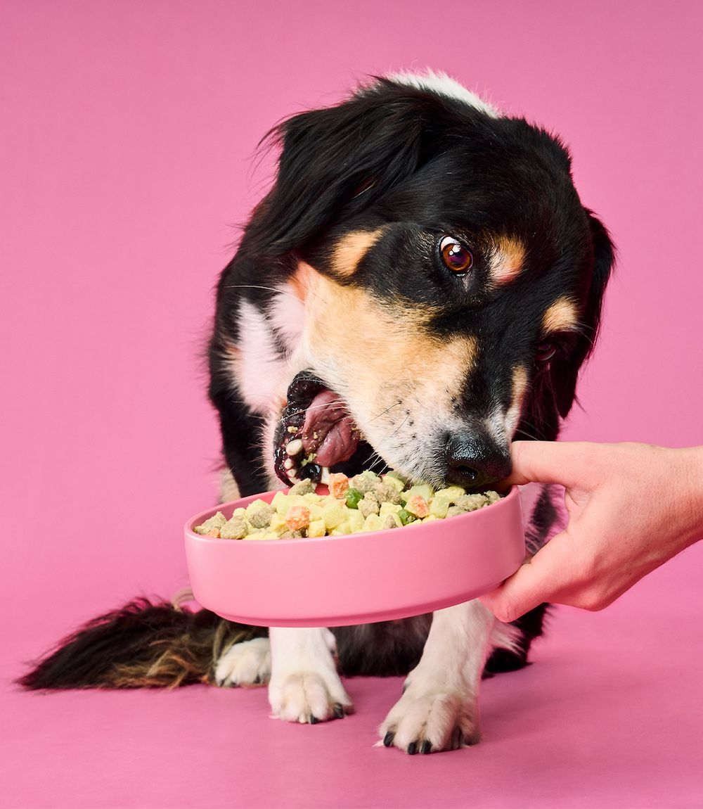 Beef Mash Multi Pack