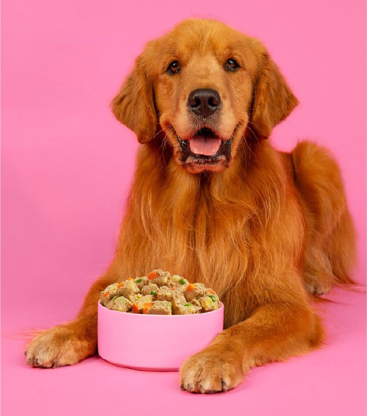 A golden retriever lies on a bright pink background with a pink bowl of Nom Nom Beef
& Potato Recipe Scoopable Meal Clusters placed between its front paws. The dog looks
directly at the camera with an open-mouth, happy expression, while the bowl shows
bite-sized clusters mixed with visible vegetables like peas and carrot pieces.