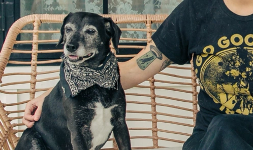 An older dog with a bandanna