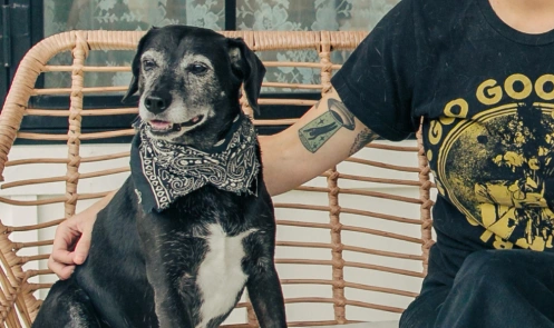 An older dog with a bandanna