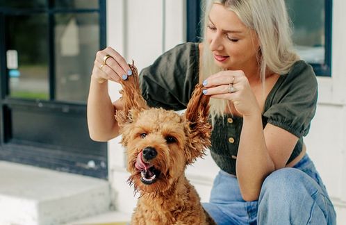 A happy dog with its ears up, licking its lips