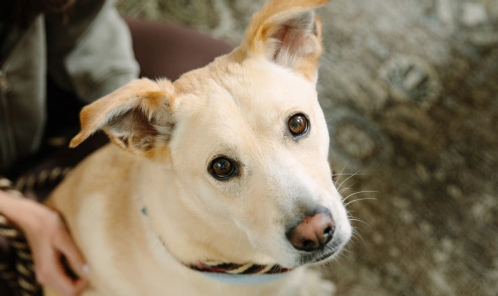 Mixed breed dog looking at camera