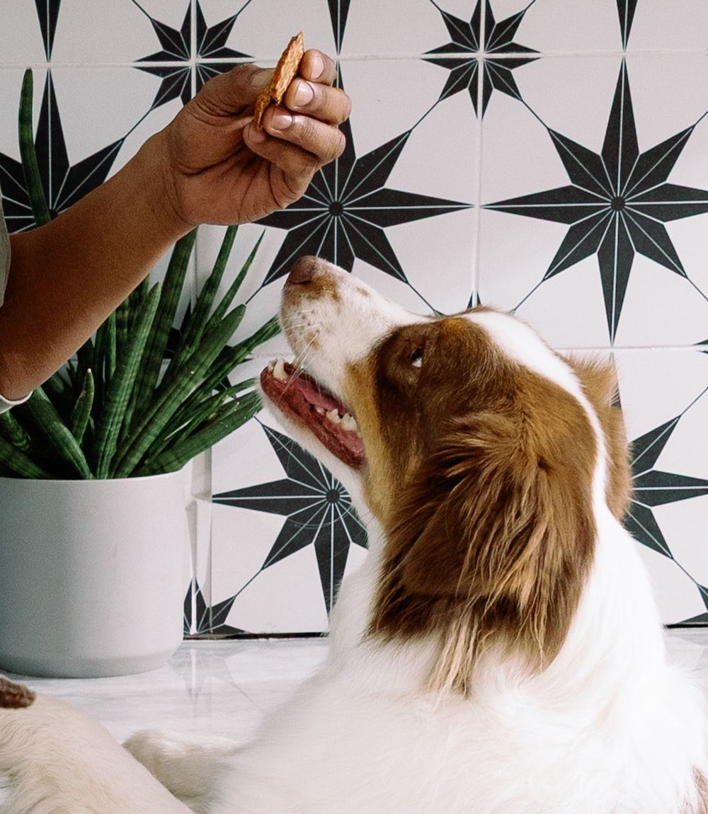 A dog being fed a Chicken & Cranberry Flavor Wafer by its owner