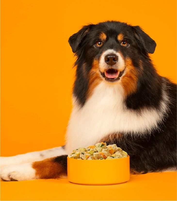 A tri-colored dog lounges on a bold orange background beside an orange bowl filled
with Nom Nom Chicken & Sweet Potato Recipe Scoopable Meal Clusters. The dog faces the
camera with a friendly, open-mouth expression, while the bowl shows bite-sized clusters
with peas and carrots.