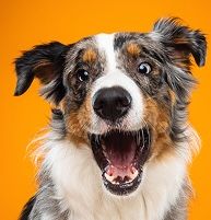 A headshot of a happy Australian Shepherd with an orange background