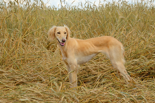 Saluki in a field