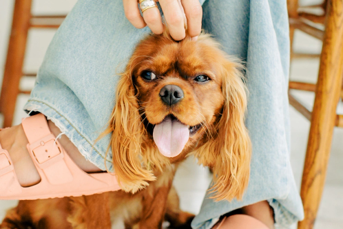 Cocker Spaniel with tongue hanging out