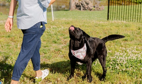 A person working with her dog