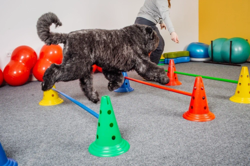 A happy dog with its ears up, licking its lips