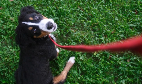 A puppy on a red leash in the grass