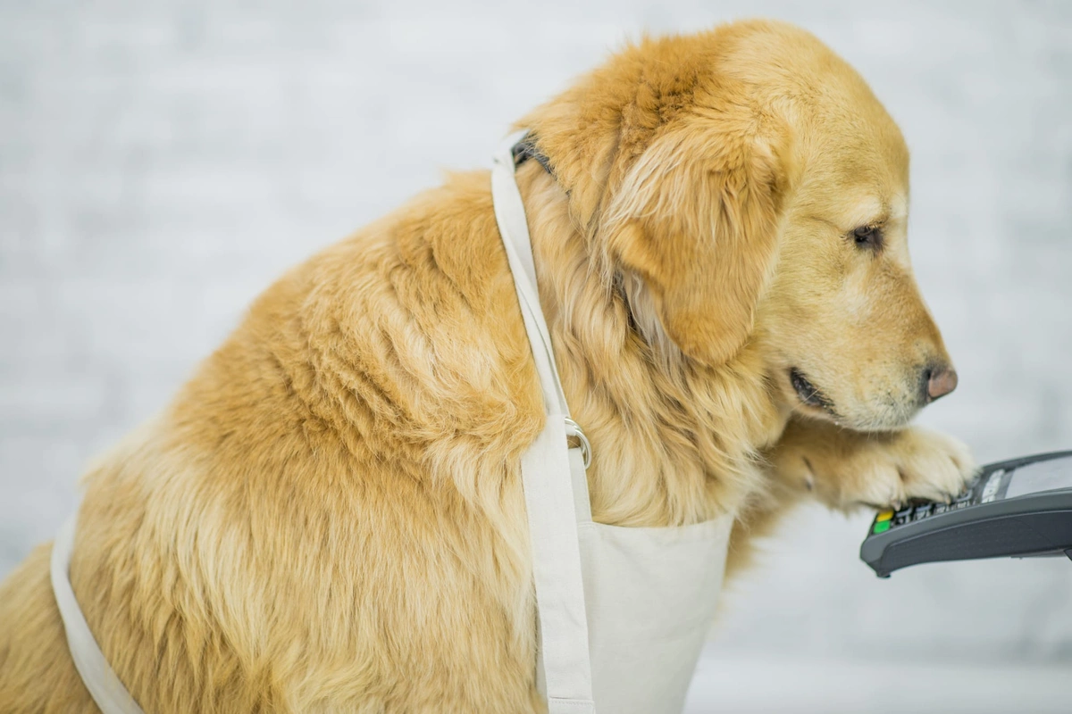 A dog with a calculator