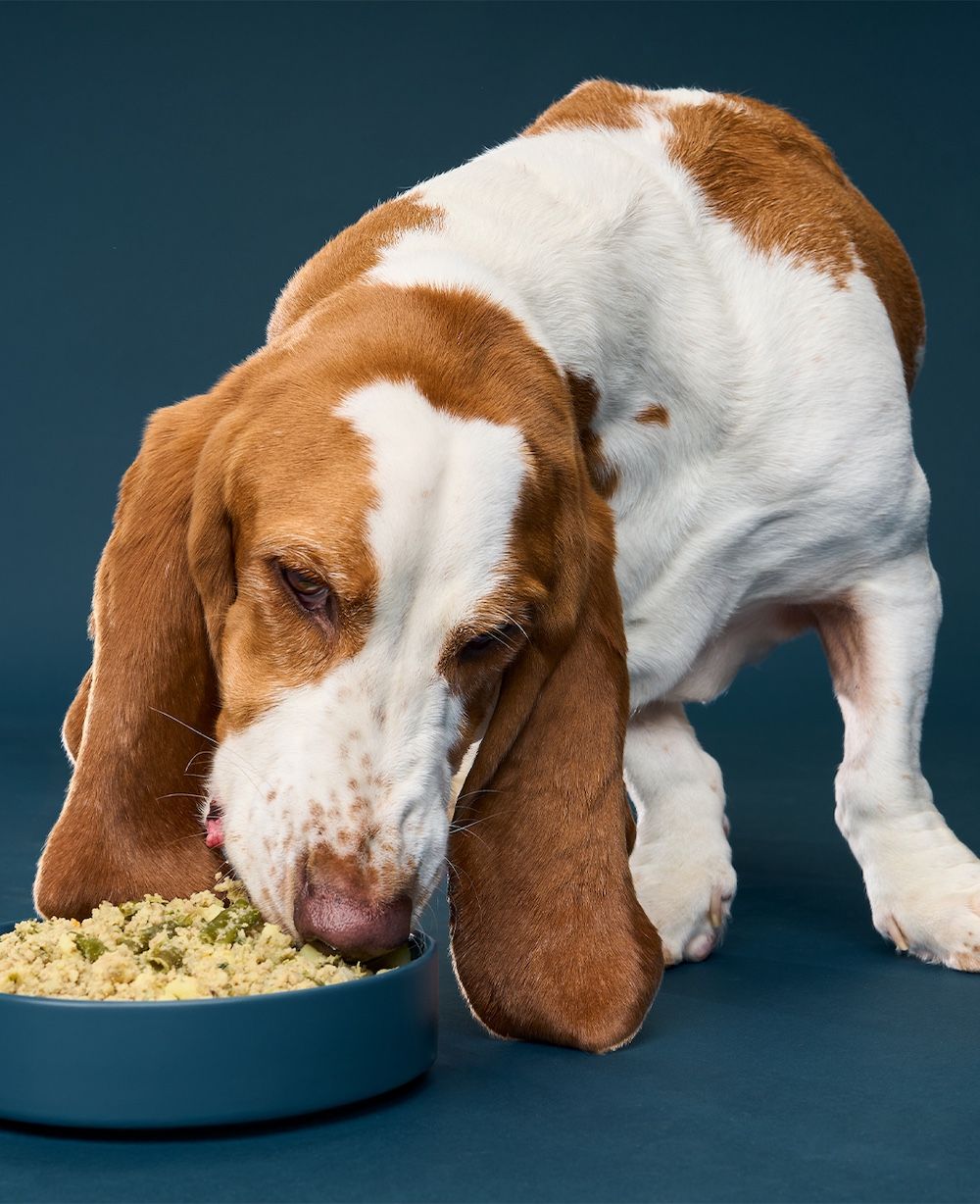 A Basset Hound eating Nom Nom dog food from a bowl