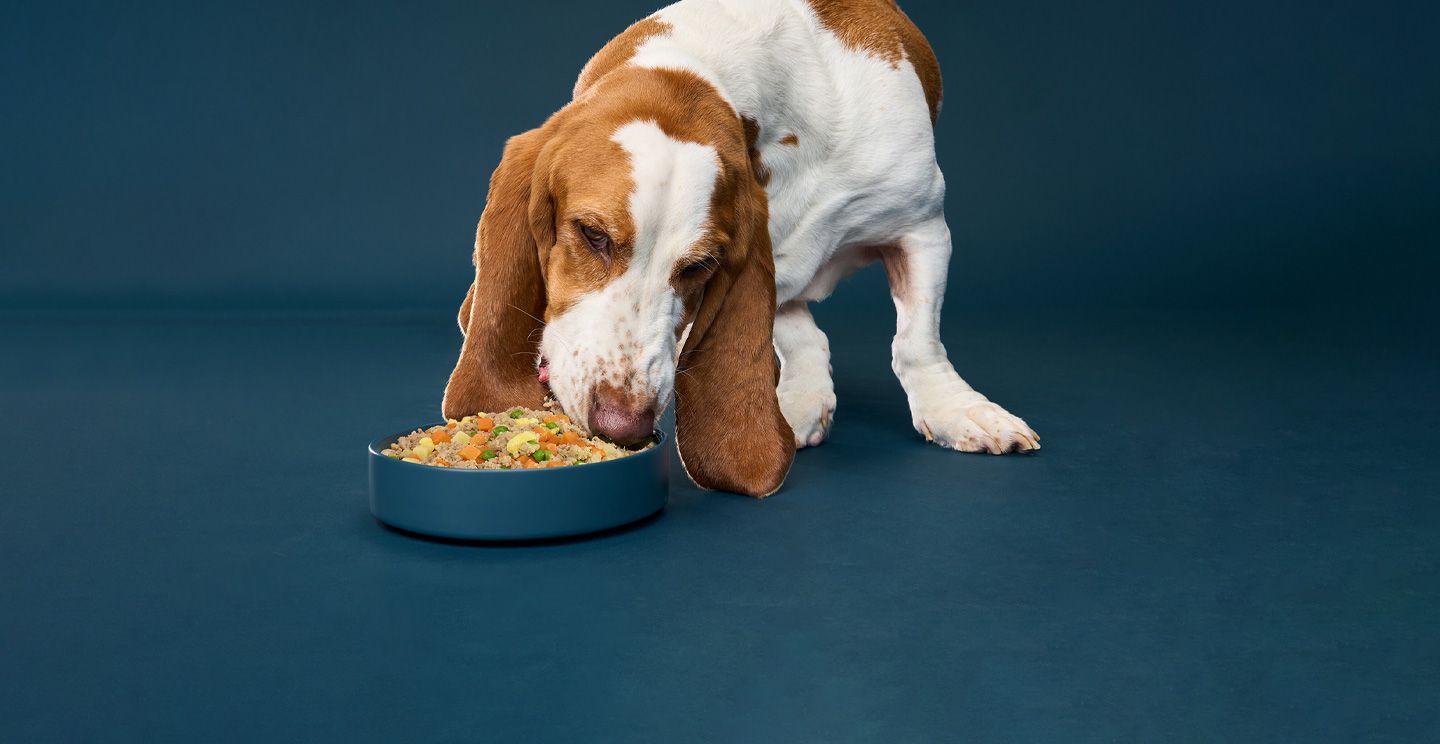 Beagle eating NomNomNow from a bowl