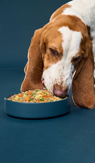 Beagle eating NomNomNow from a bowl