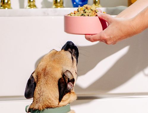 Marketing image of Nom Nom treats and probiotics