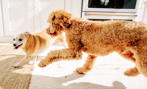 Dogs romping in the sunlight