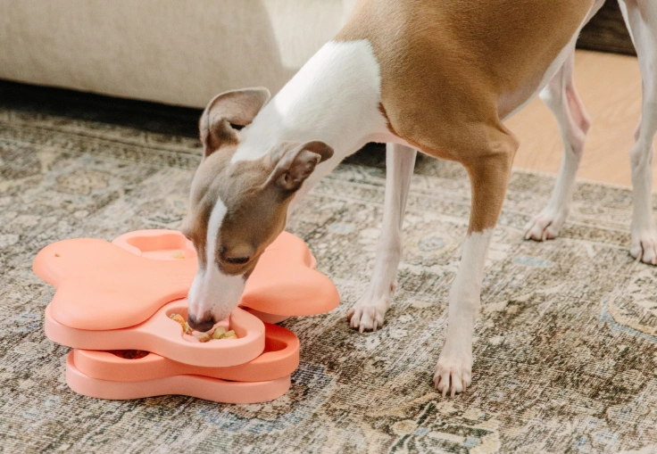 Dog playing with a puzzle