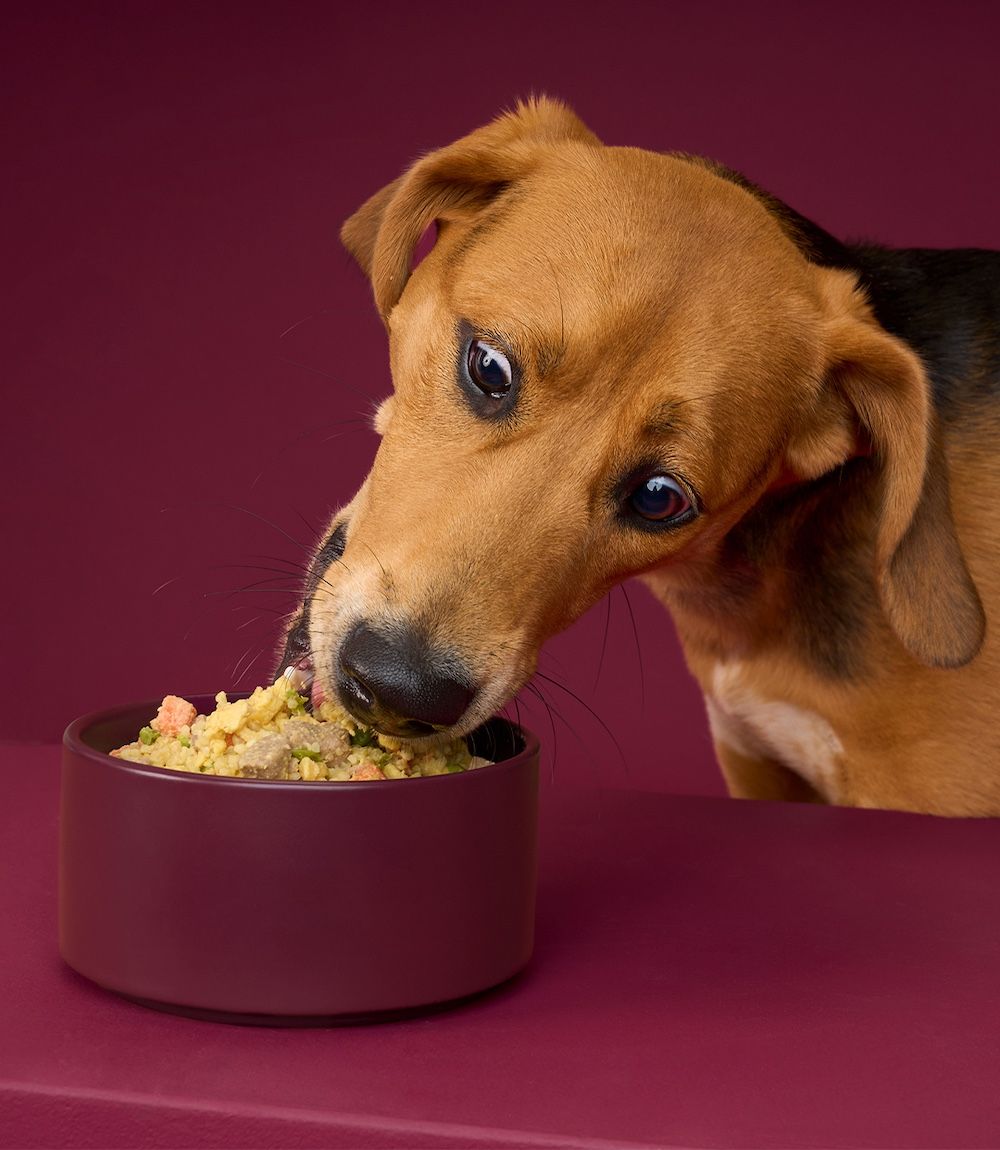 A dog eats a Lamb Pilaf meal from a bowl