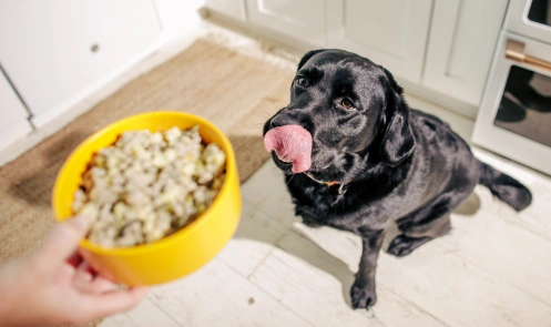 Dog licking its lips for Nom Nom food