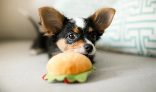 A puppy playing with a stuffed hamburger