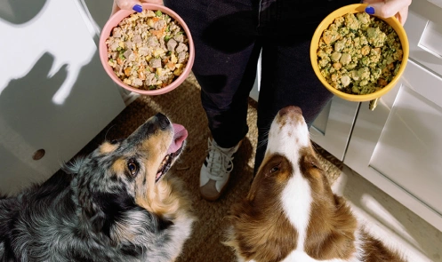Two Aussies looking up at dog food bowls