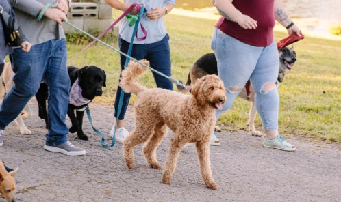 Dog on group pack walk