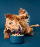 Energizing Nutrition