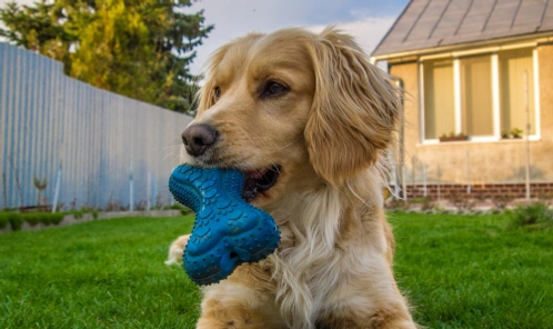 Puppy in garden