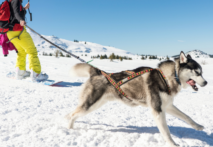 A husky pulling through the snow