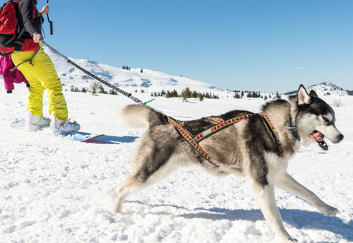 A husky pulling through the snow