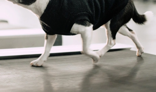 A black and white puppies legs