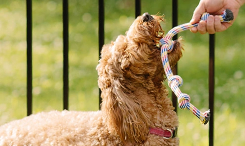 A dog playing tug