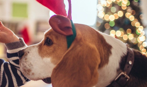A dog wearing holiday antlers