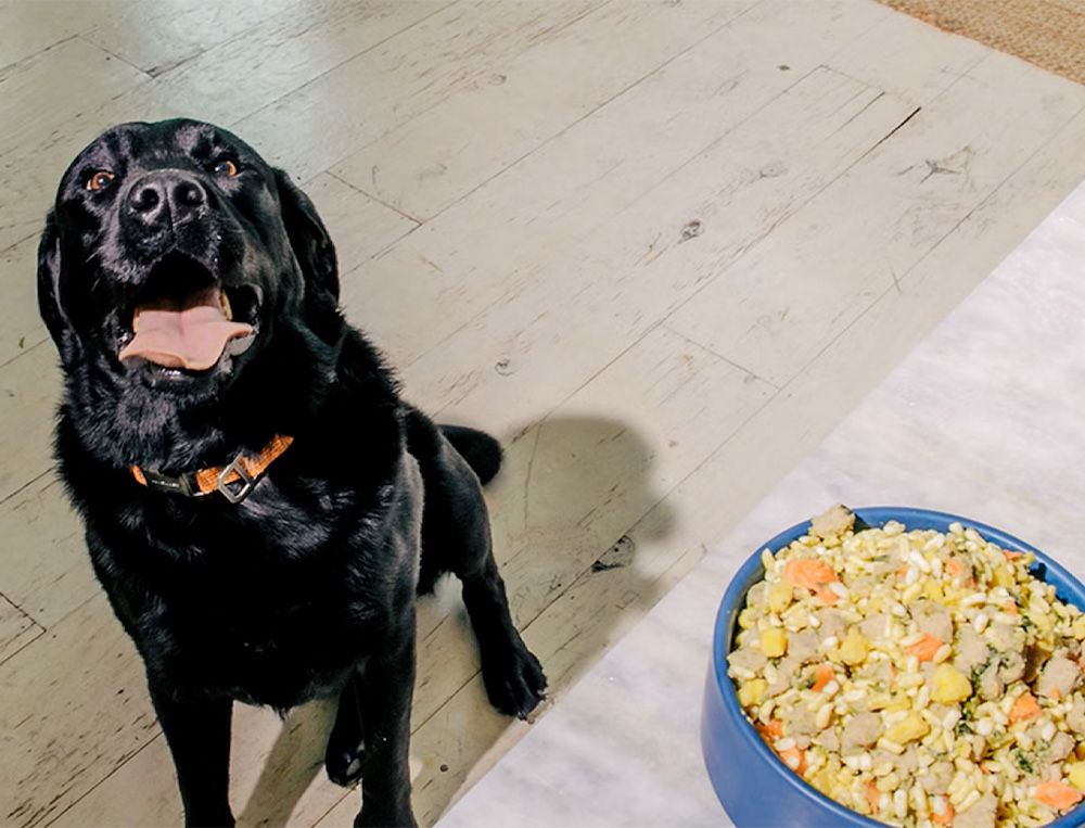 A black dog sitting beside a bowl of NomNom dog food.