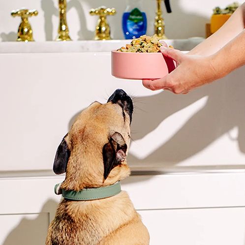 A dog waits to be fed a bowl of Nom Nom dog food before a background of competition trophies