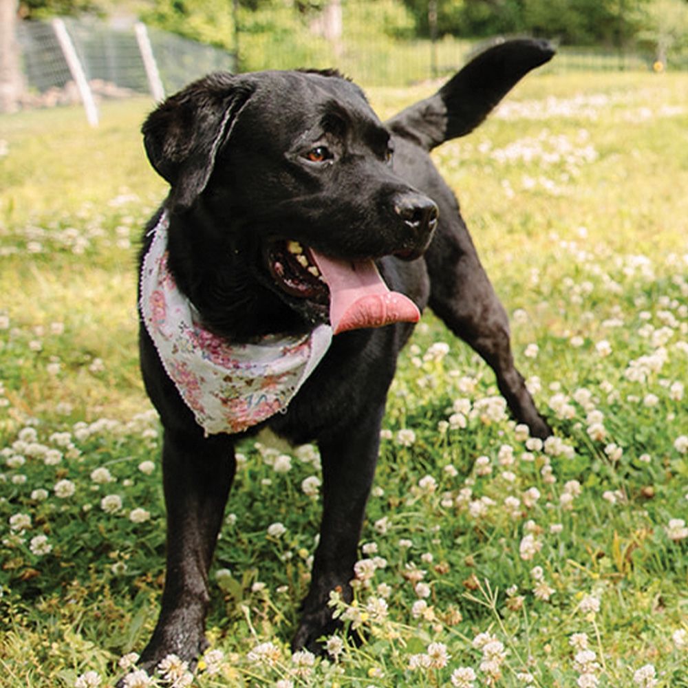A healthy, black Labrador Retriever with a bandana around its neck plays in the grass