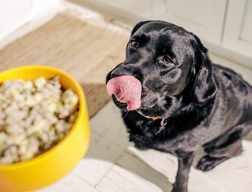 A black dog hungrily licks its lips while awaiting a bowl of Nom Nom dog food