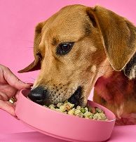A Dachshund eating Nom Nom dog food from a pink bowl