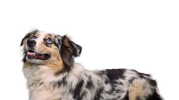 An Australian Shepherd looking up expectantly